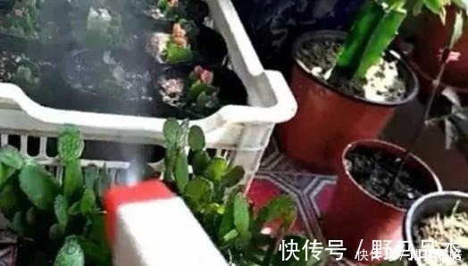 蟹爪兰喷点这个水，叶片杠杠厚，呼呼冒新芽，10年不烂根