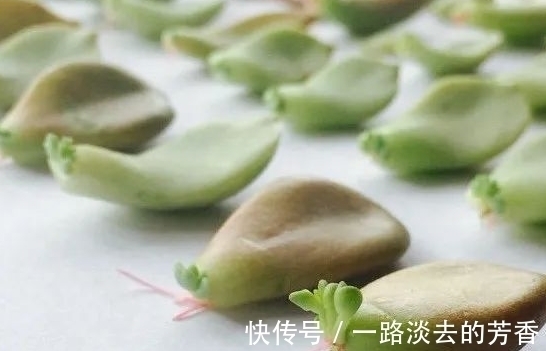 适宜|多肉叶插不生根,教你叶插五要素,10天就能长出小胡须