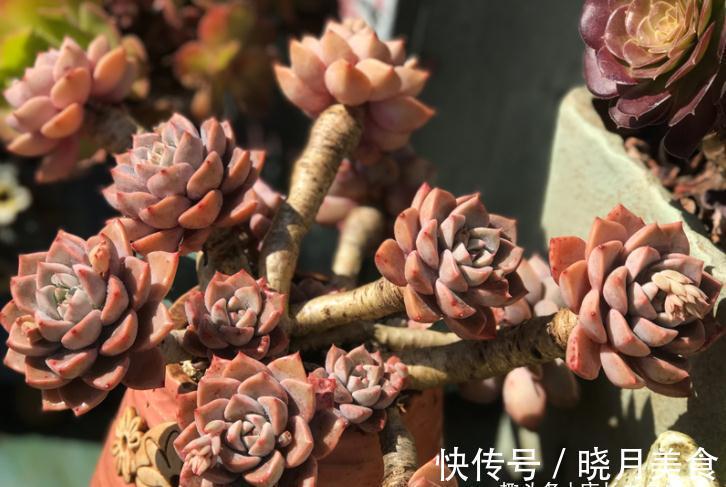多肉红粉佳人看似普通,但我们要养出自信,因为它的老桩真的很美