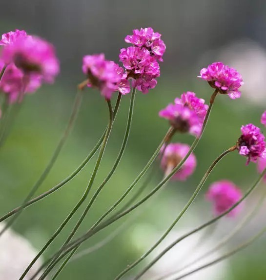 海 石 竹 花