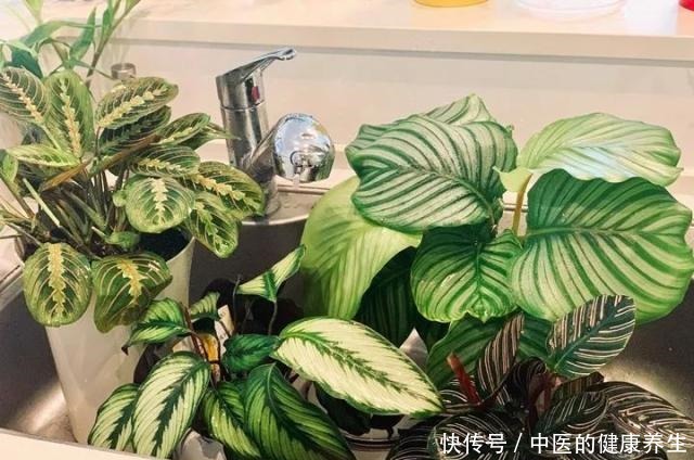 别养绿萝了,这20种耐阴植物,养在家里更合适!