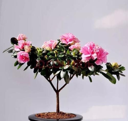 春节来临，为了营造气氛，你在家里摆上什么鲜花？