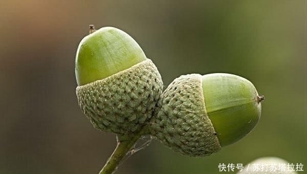 橡树|这种野果农村满山都是,一捡就是有几百斤,如今价值10元一斤!