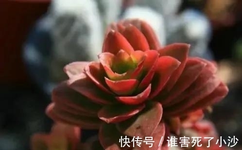多肉火祭,生长一年却只为绽放一季,特别适宜用来养悬崖桩