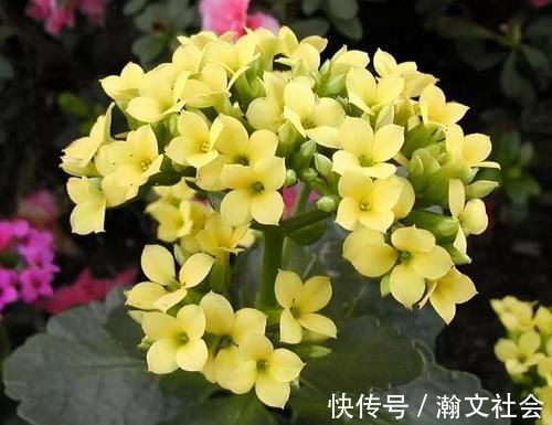 长寿花|养长寿花,将“4忌4喜”进行到底,爆盆开花只是分分钟的事情