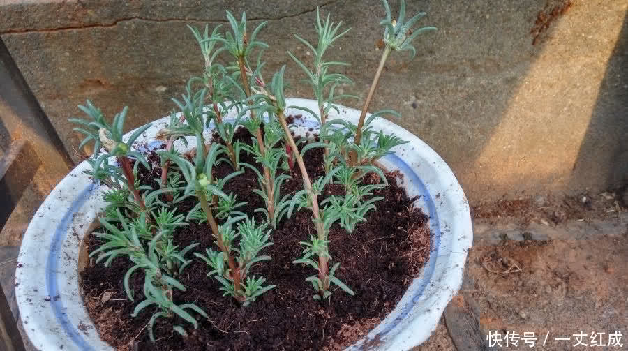 初夏扦插“4种花”,一周生根沾土就活,很快就有花儿欣赏了