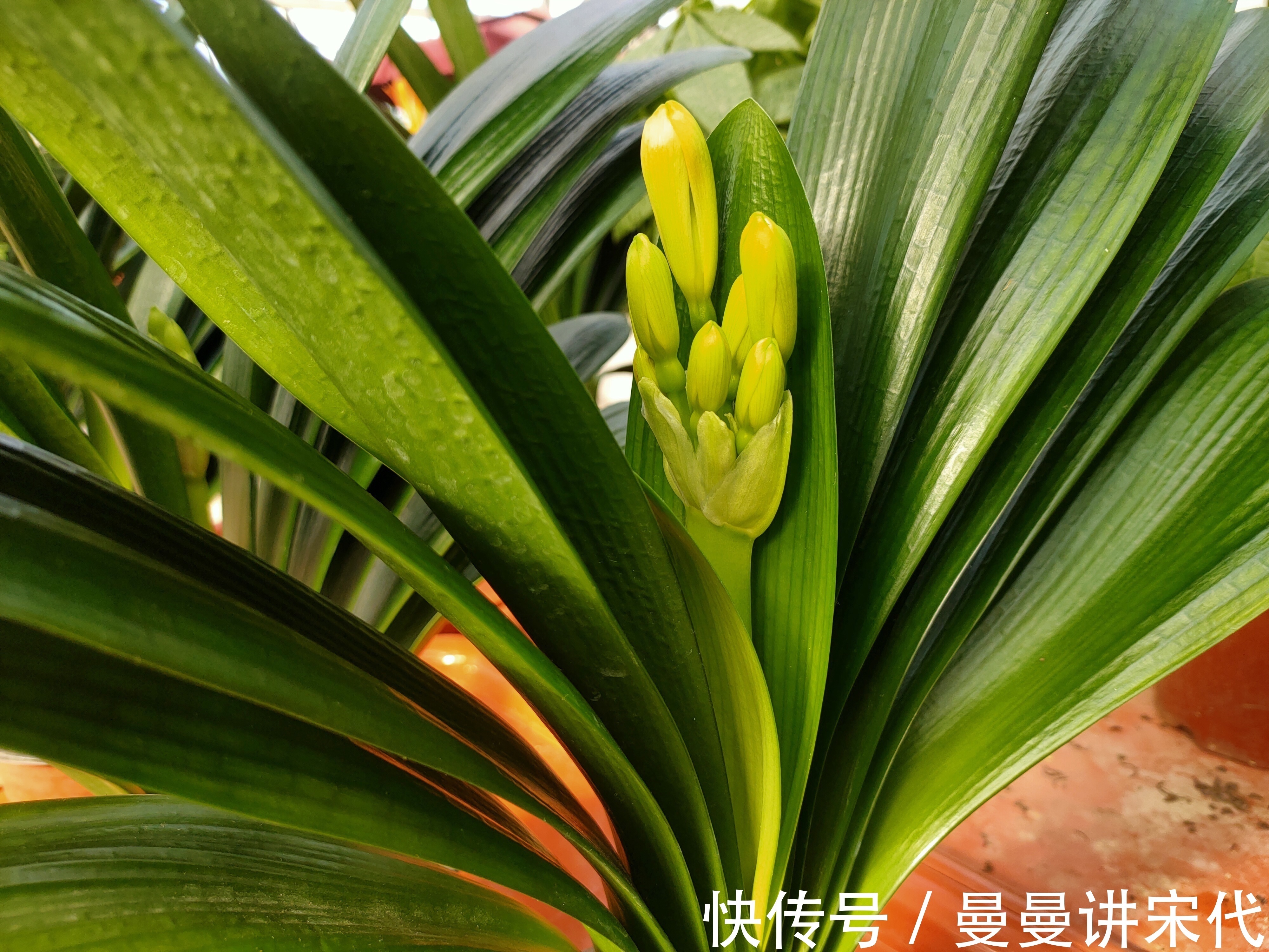 花盆里撒一把,不用再施肥,花儿仍然可以叶片翠绿,花开得更久