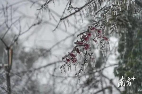 冰雪|银装素裹！第一视角带你“穿越”广东冰雪奇景