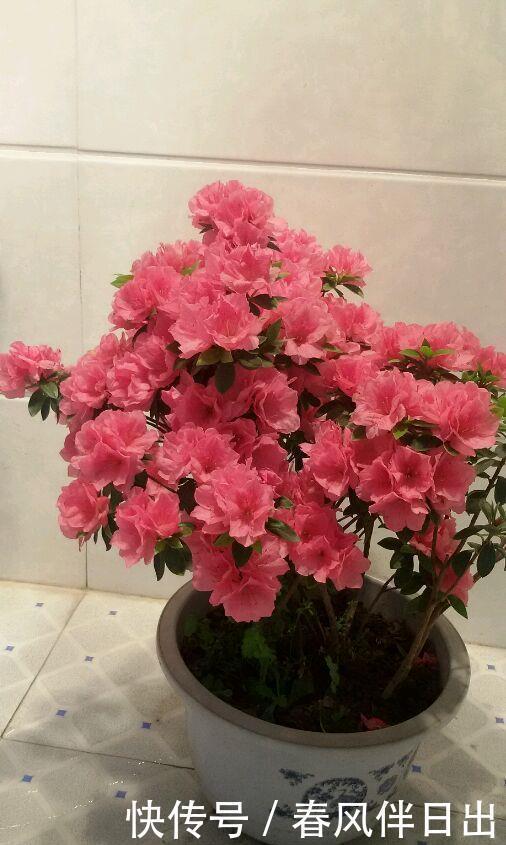 名花|中国十大名花之一,四季开花,观赏价值高,一花多色,漂亮又芳香