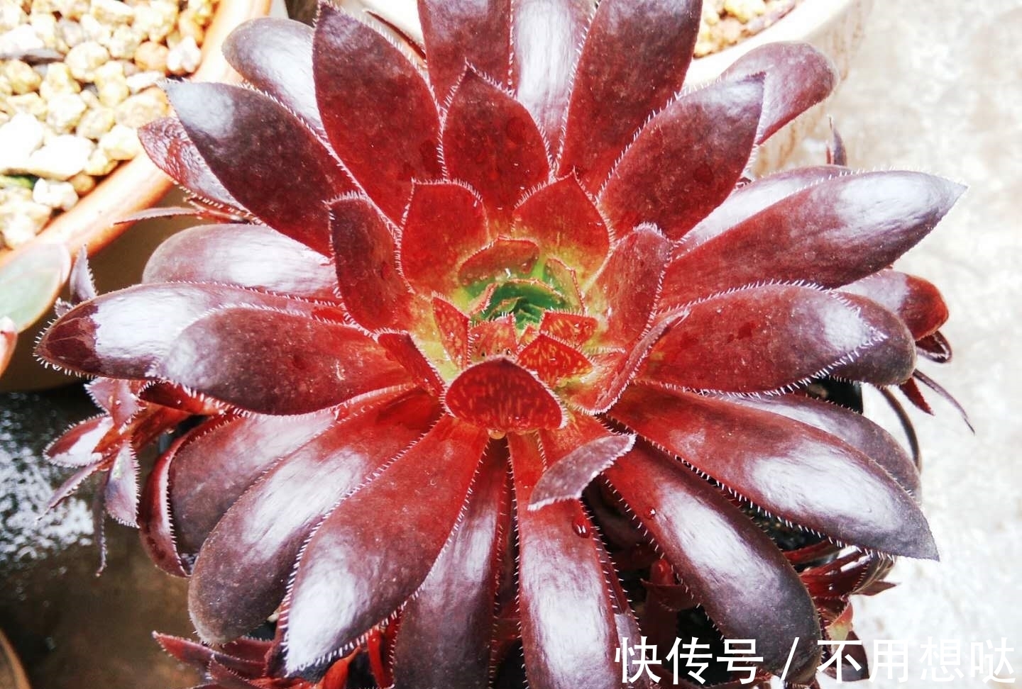 多肉孔雀和赤霞飞长得像吗?不,它们无论是颜色还是叶形都不雷同