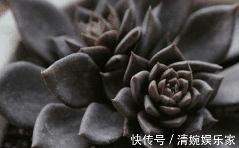 吉祥天|这些多肉植物好看又好养，有着吉祥如意的寓意！为你带来好兆头