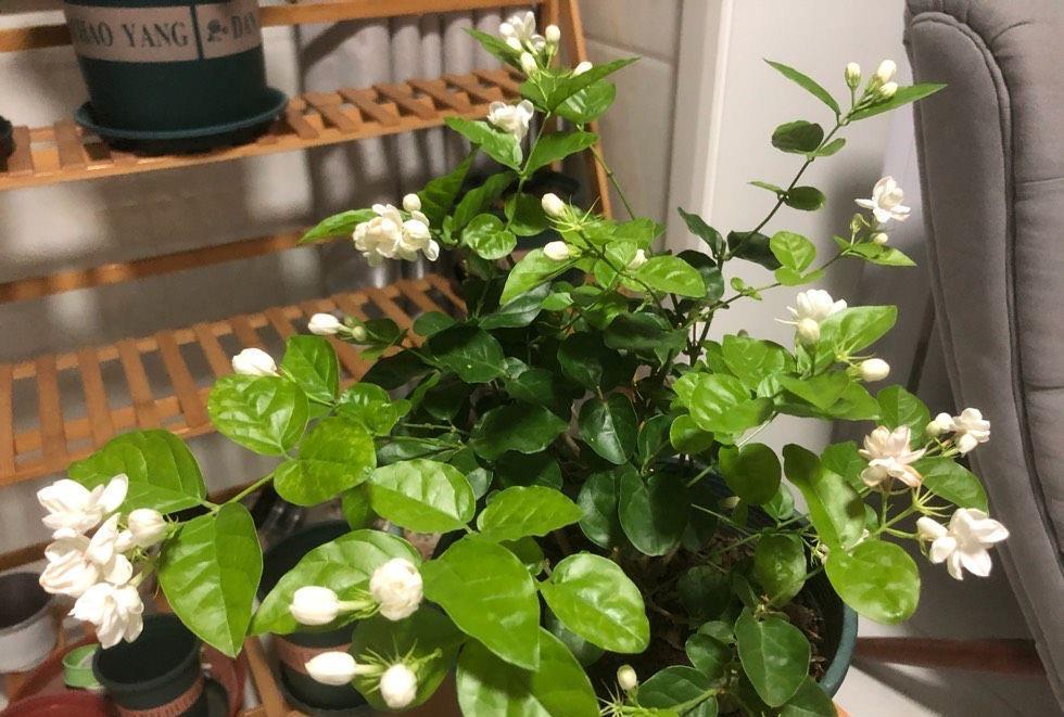 阳台上|养好茉莉花,认真做好3件事,花满枝头,花朵大非常香