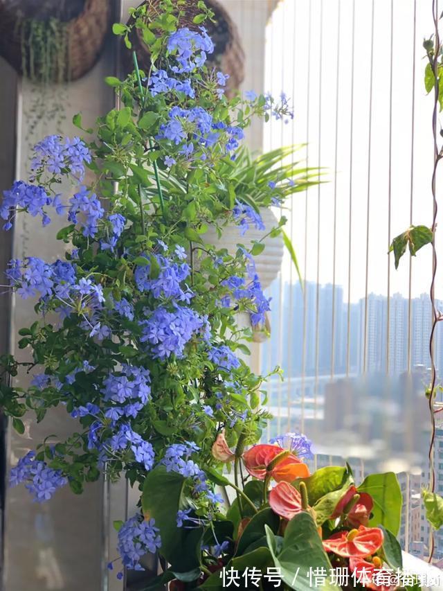 这6种花养好了，家里秒变花海，一年四季有花看！