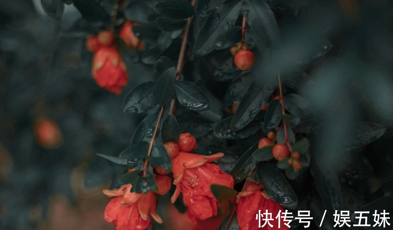 lt@诗·十首丨燕低杨絮熏风晚,一点红榴笑绿枝