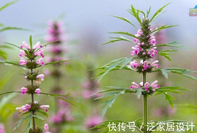 妇科病|十个女人九个妇科病，用它泡水喝杀菌消炎，缓解痛经，保养子宫