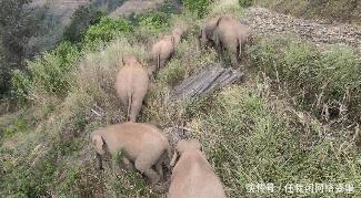 大象群 云南大象群为何要“一路向北”中科院专家或许和太阳风暴有关