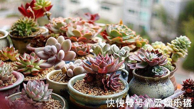 多肉|多肉植物越长越瘦是你不会捣鼓,教你4招,个个胖鼓鼓