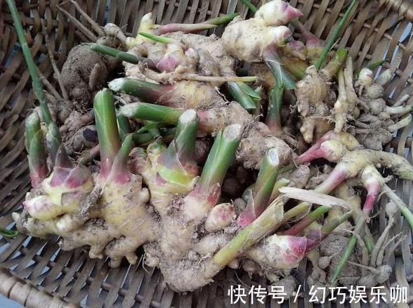 怕生姜涨价?年年如此栽种一盆,开花能驱蚊蝇,结果多到吃不完