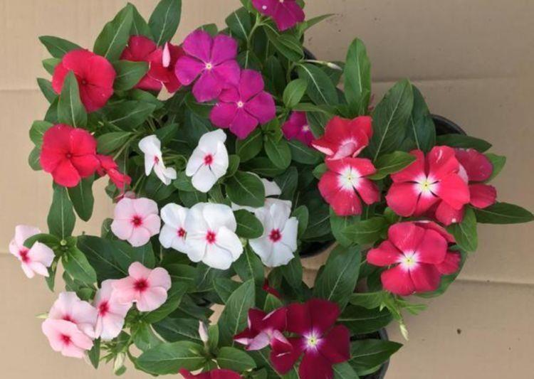 几款花卉,好养易爆盆,开花一片,花团紧簇,颜值超高的