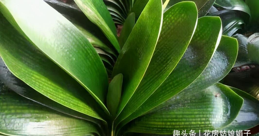 植株|君子兰在花盆里头重脚轻站不稳，别忽视，原因简单危害却很大