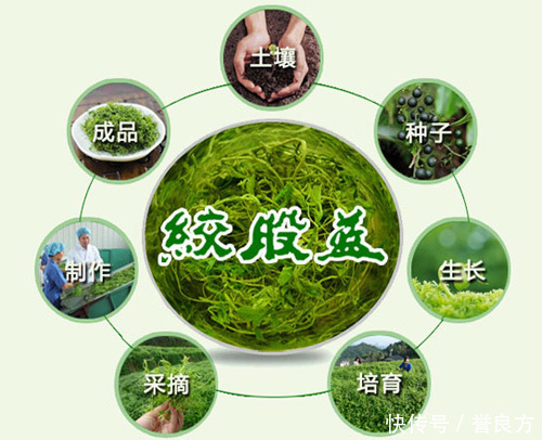 绞股蓝茶算作茶吗？如果是茶得话是哪一种茶？