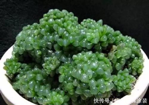 阳台|北阳台也能养殖的多肉植物,皮实耐阴颜值高,你值得拥有