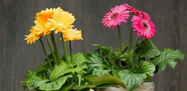 爱养花，先从这4个方面出发，防范盆栽日常患上病虫害吧