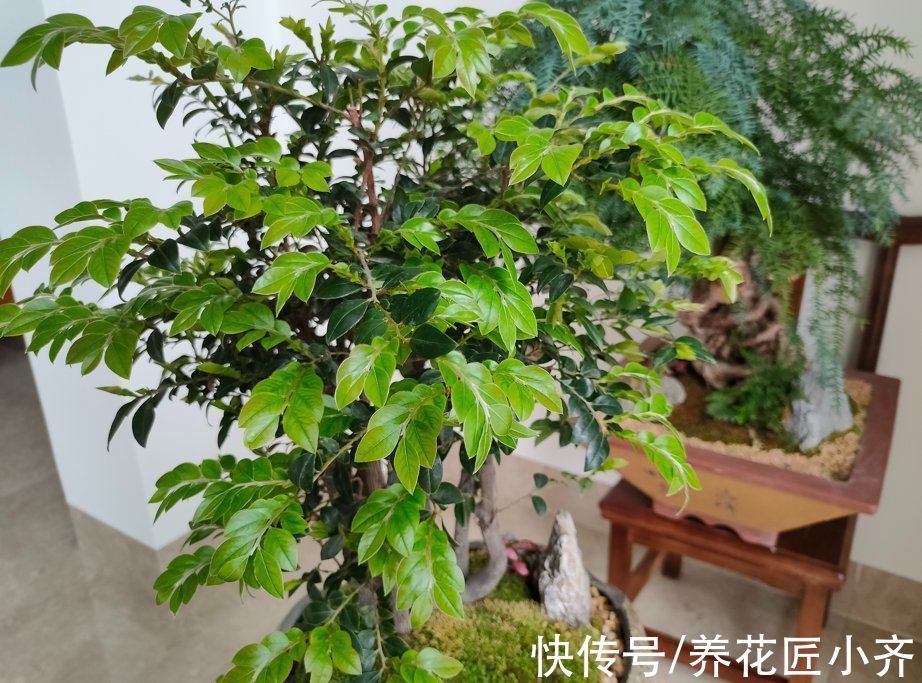 专家|卧室养绿植净化空气?不要盲目信“专家”,看看这几点你就明白了