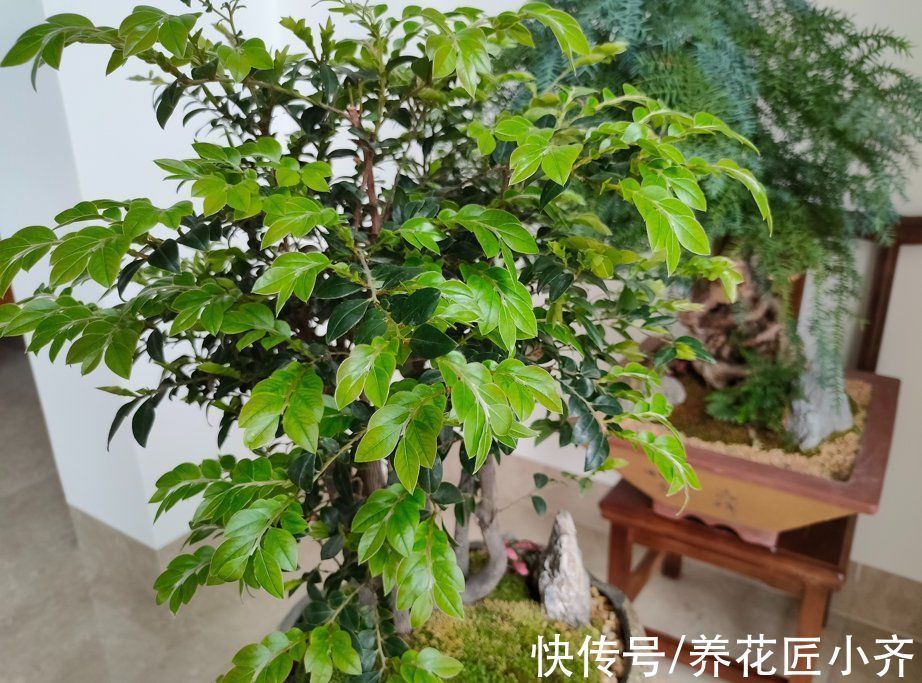 专家|卧室养绿植净化空气？不要盲目信“专家”，看看这几点你就明白了