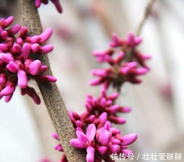 老茎生花，花儿竟不开在枝条上，此乃热带雨林特有的植物现象！