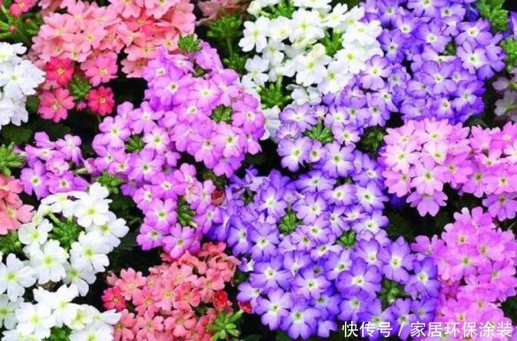 家庭养花,最受欢迎的4种花,高端大气上档次,人见人爱!