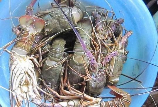 非洲人最大的困惑此物腥味这么重,为何成了中国的顶级食材