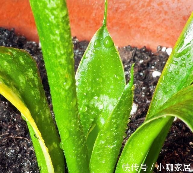 定要注意|虎皮兰作用多,养护技巧也简单,这么好的盆栽谁不喜欢