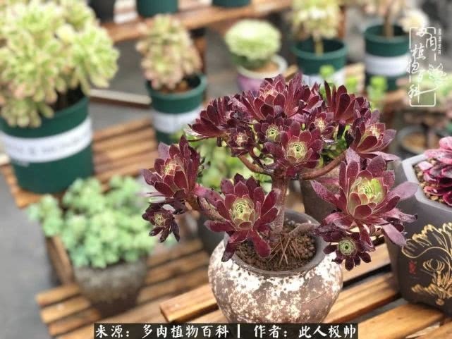 骄阳艳玫瑰,梦幻魔法师!独爱你的百媚千红!