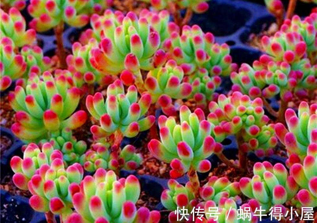 这些多肉九月末还不见状态,是不是哪里出了问题?它们只是慢性子