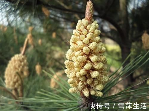 马尾松|李时珍称它为“不老神药”,久服令轻身,百元一斤,真那么神奇?