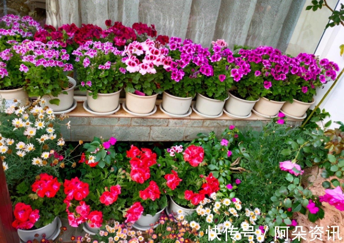 阳台养花无需选“贵的”,入手此3样,一样漂亮、彰显品味