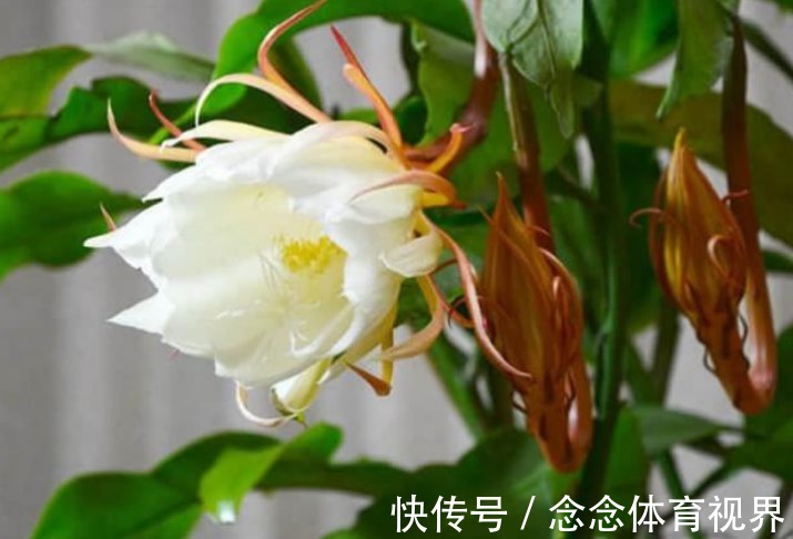 世上“公认最美”的2种花,谁见了都喜欢,第一种已经被迷住了!