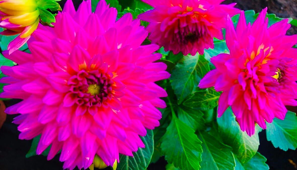 建议大家：逛花市碰到5种花，别犹豫，虽然便宜但巨好养