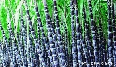 上火|吃甘蔗到底是去火还是上火?好多人理解错了,快看看吧!