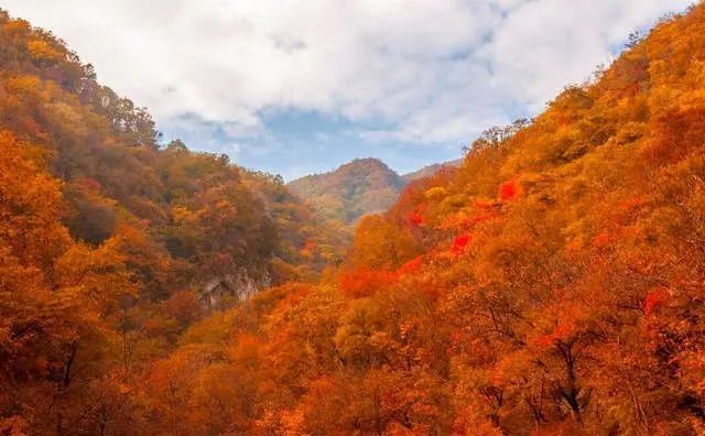 铜山|再不去就晚了！赏枫季来袭，驻马店这些地方的红叶美翻了