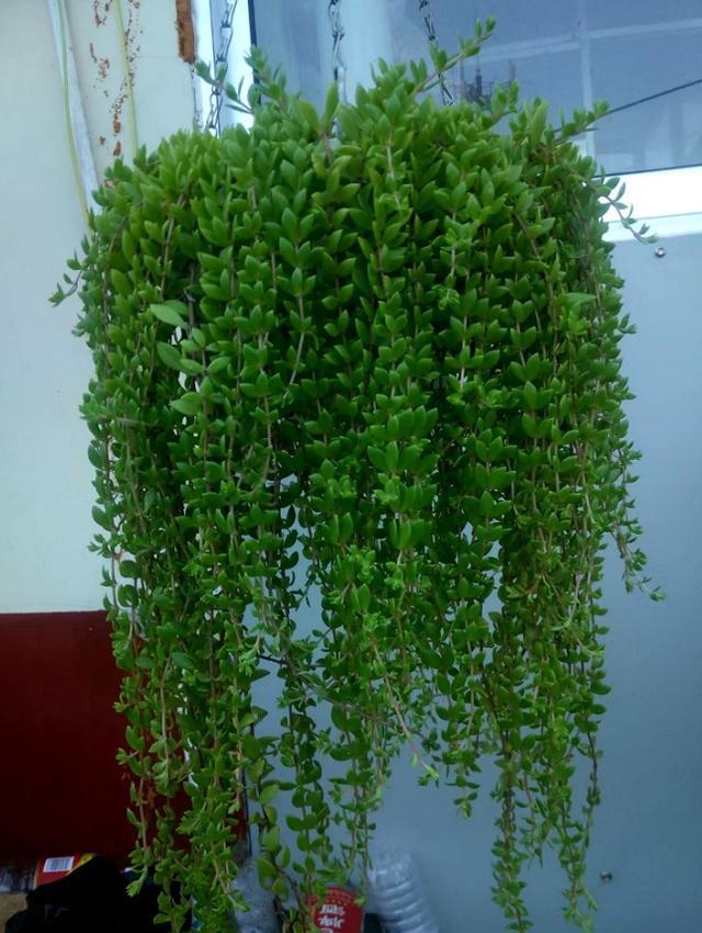 1种“野草”，农村河边常见，挖一点养盆里，比吊兰多肉好看！