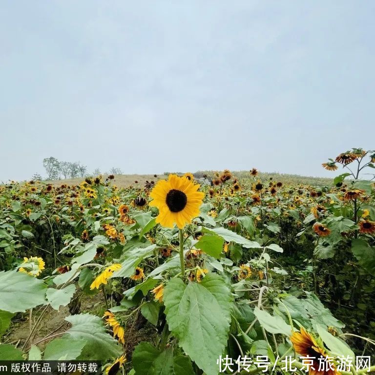 花海|金秋去哪看向日葵花海？这三处强推！有的还能露营~