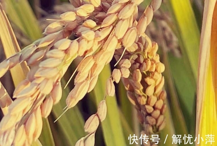 曹公@七律 金秋回乡有感（外七首）