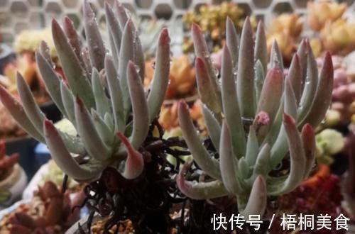 爱杜丽丝是仙女杯属的经典多肉，不但好养且养成老桩后充满沧桑感