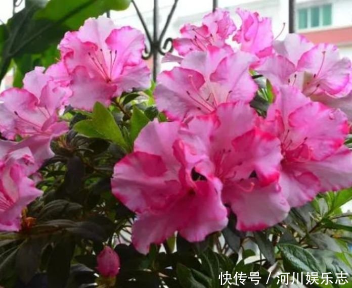 4种便宜花,别小看,开花漂亮花期长,好养又漂亮