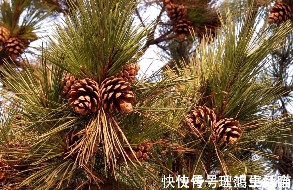 四书@《红楼梦》:“暖香坞雅制春灯谜”众人所制的灯谜详解