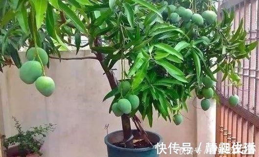 花盆|女儿吃完“它”丢进空花盆,半年后绿油油地长满盆,比盆景还好看!