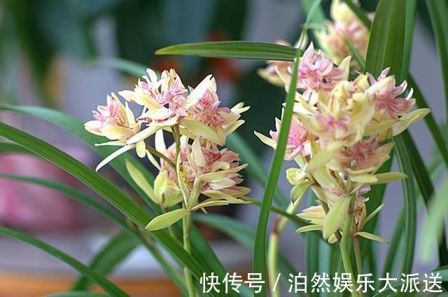 魁首|它是兰花的魁首,花型少见颜值高,曾经价格昂贵,现在走进百姓家