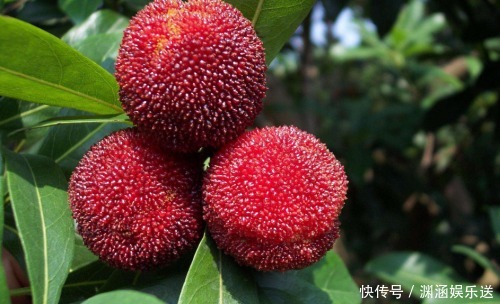 下肢|你以为杨梅只是一种水果,其实它也是一种平复蚯蚓腿的中药!